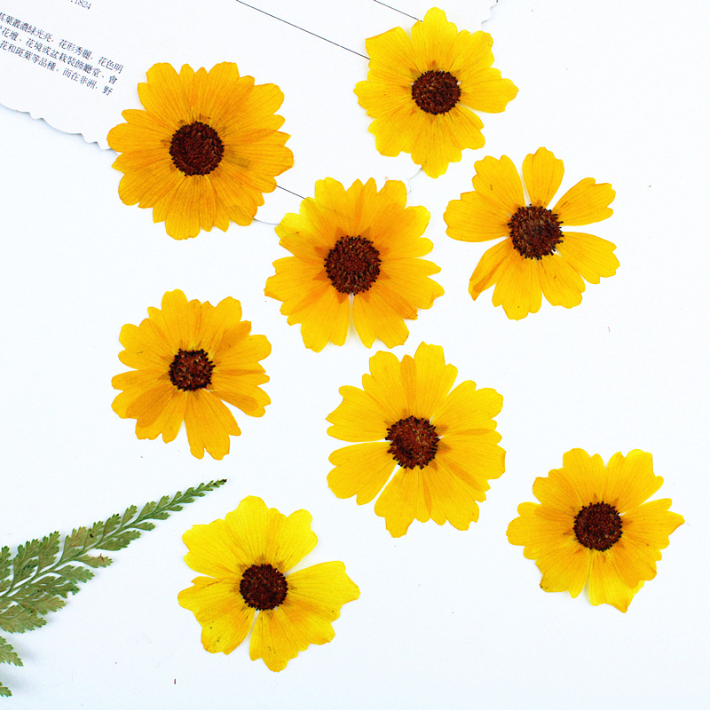 24 قطعة، زهور أقحوان طبيعية مض - مراجعة Dried Flower Bookmark وسعره